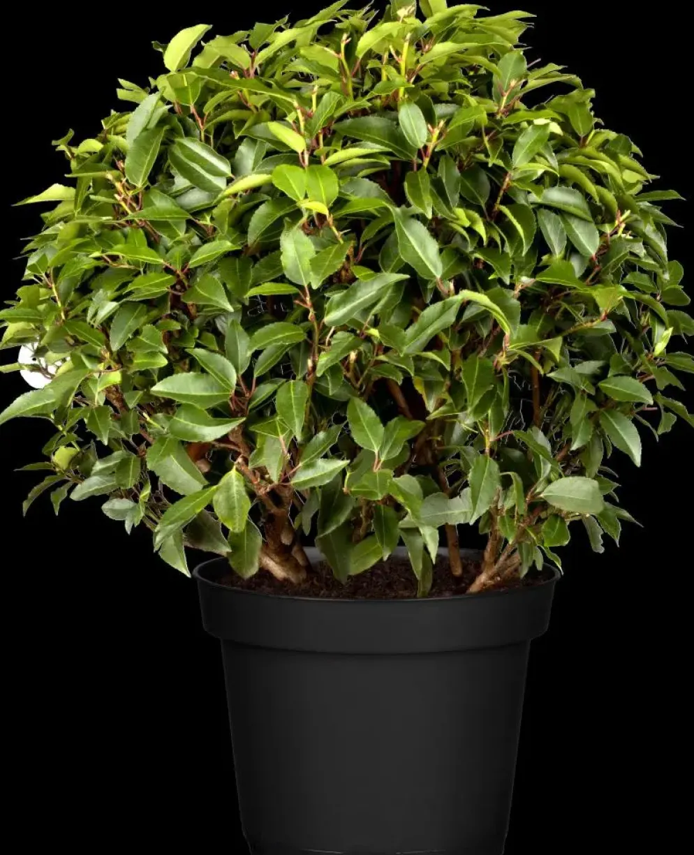 Prunus lusitanica 'Angustifolia' (Portugese laurier 'Angustifolia')