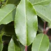 Prunus lusitanica 'Brenelia'® (Portugese Laurier 'Brenelia')
