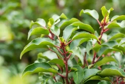 Prunus lusitanica 'Brenelia'® (Portugese Laurier 'Brenelia')