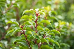 Prunus lusitanica 'Brenelia'® (Portugese Laurier 'Brenelia')