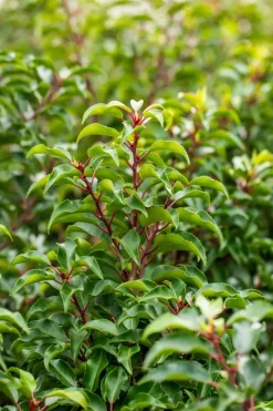 Prunus lusitanica 'Brenelia'® (Portugese Laurier 'Brenelia')