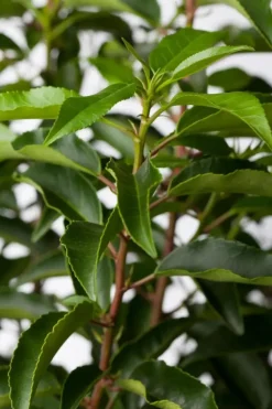 Prunus lusitanica (Portugese laurier)
