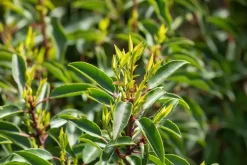 Prunus lusitanica (Portugese laurier)