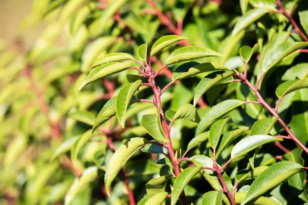 Prunus lusitanica (Portugese laurier)