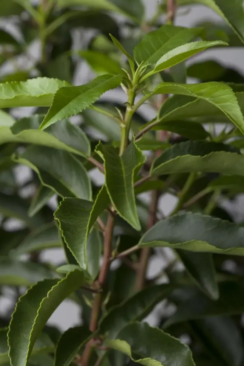 Prunus lusitanica (Portugese laurier)