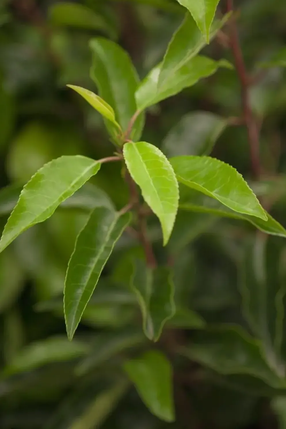Prunus lusitanica (Portugese laurier)
