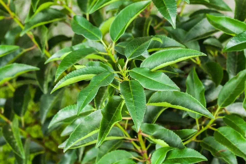 Prunus lusitanica (Portugese laurier)