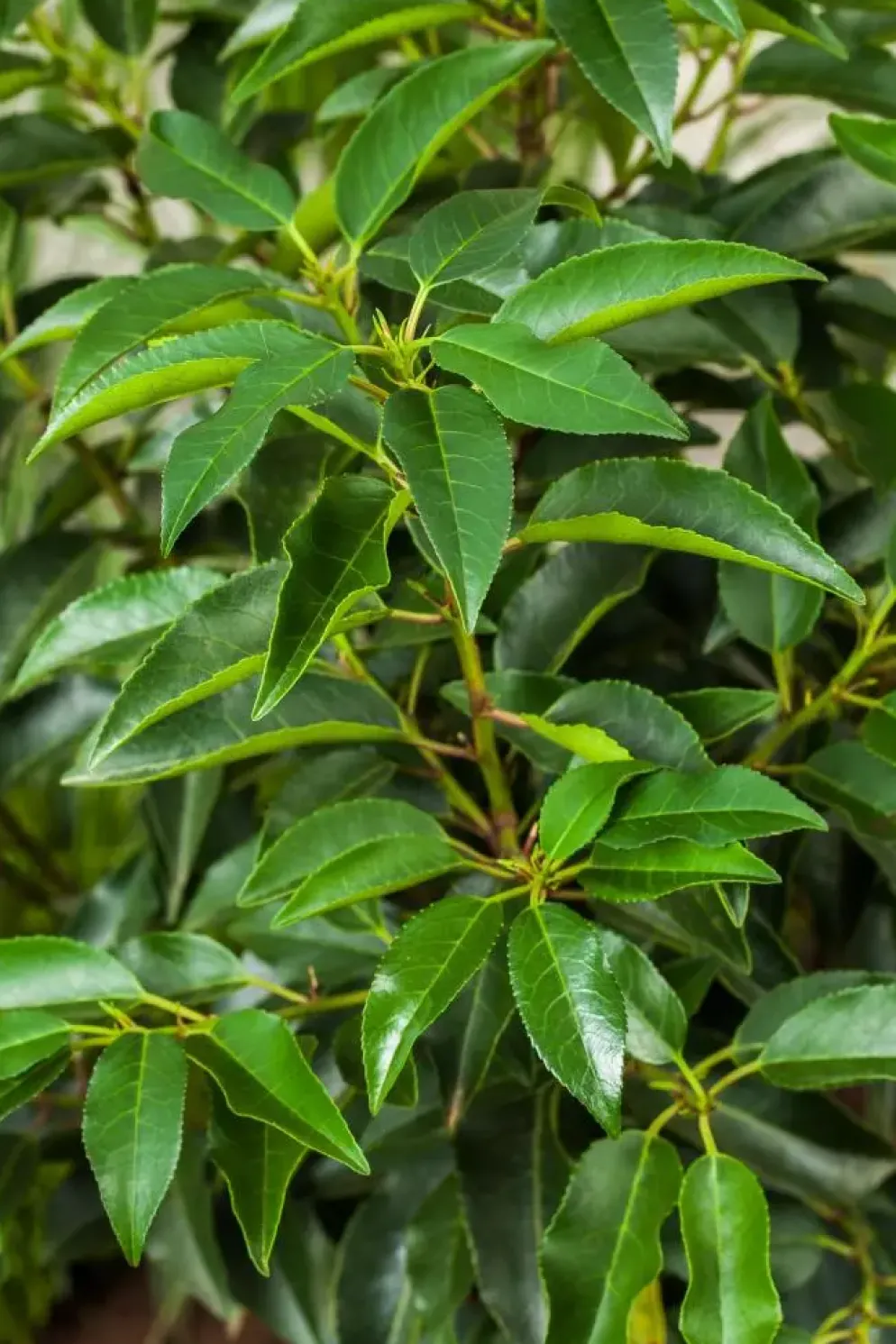 Prunus lusitanica (Portugese laurier)