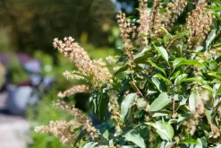 Prunus lusitanica (Portugese laurier)