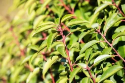 Prunus lusitanica (Portugese laurier)