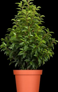 Prunus lusitanica (Portugese laurier)