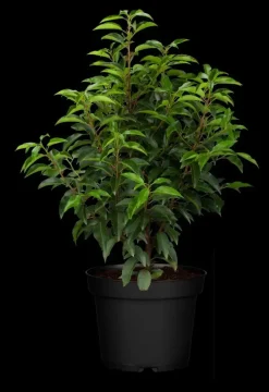 Prunus lusitanica (Portugese laurier)