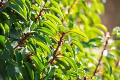 Prunus lusitanica (Portugese laurier)