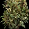 Prunus lusitanica 'Variegata' (Portugese Laurier 'Variegata')