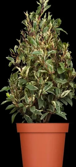 Prunus lusitanica 'Variegata' (Portugese Laurier 'Variegata')