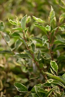 Prunus lusitanica 'Variegata' (Portugese Laurier 'Variegata')