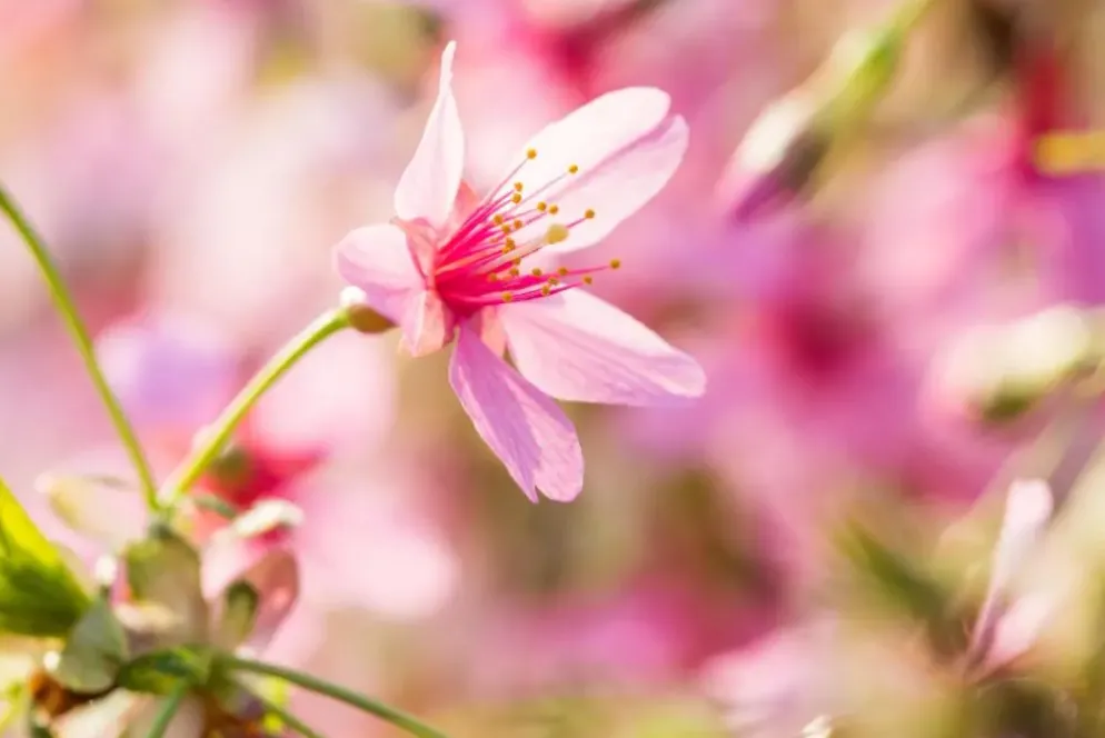 Prunus 'Okame' (Prunus 'Okame')