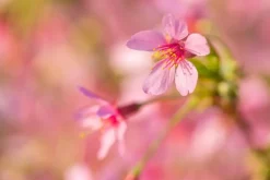 Prunus 'Okame' (Prunus 'Okame')