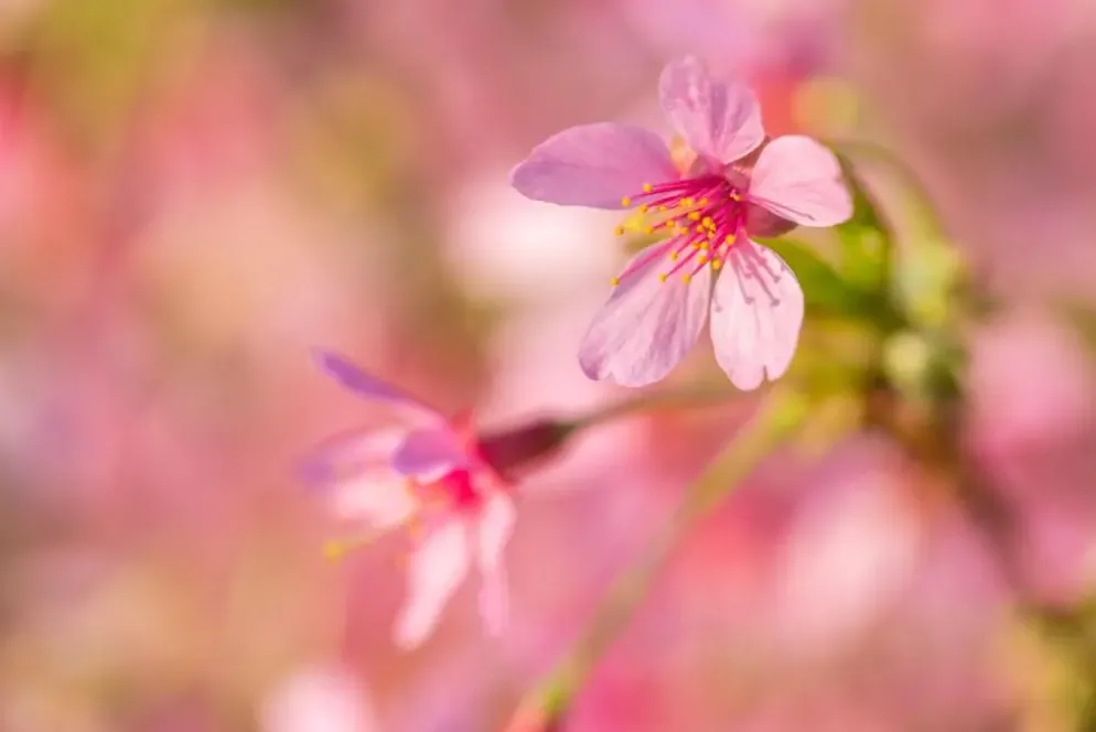 Prunus 'Okame' (Prunus 'Okame')