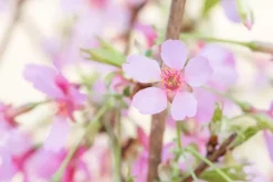 Prunus 'Okame' (Prunus 'Okame')