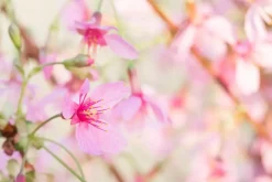 Prunus 'Okame' (Prunus 'Okame')