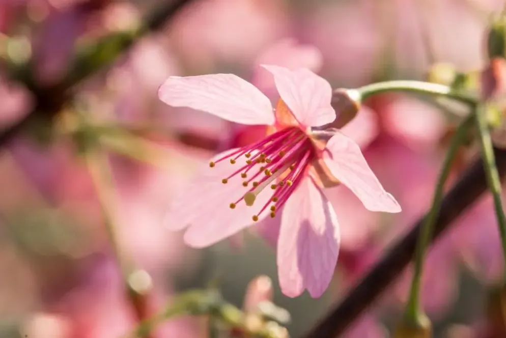 Prunus 'Okame' (Prunus 'Okame')