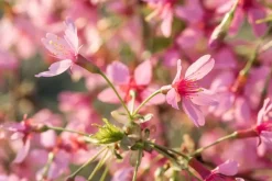 Prunus 'Okame' (Prunus 'Okame')