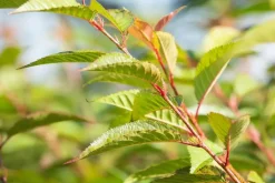 Prunus 'Okame' (Prunus 'Okame')