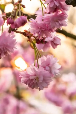 Prunus serrulata 'Kanzan' (Japanse sierkers 'Kanzan')