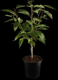 Prunus serrulata 'Kanzan' (Japanse sierkers 'Kanzan')