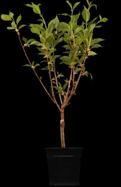 Prunus serrulata 'Kanzan' (Japanse sierkers 'Kanzan')