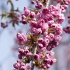 Prunus serrulata 'Kiku-shidare-zakura' (Japanse sierkers 'Kiku-shidare-zakura')