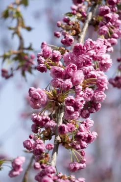 Prunus serrulata 'Kiku-shidare-zakura' (Japanse sierkers 'Kiku-shidare-zakura')