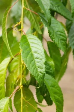 Prunus serrulata 'Kiku-shidare-zakura' (Japanse sierkers 'Kiku-shidare-zakura')
