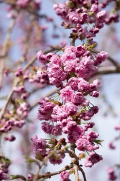 Prunus serrulata 'Kiku-shidare-zakura' (Japanse sierkers 'Kiku-shidare-zakura')