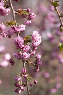 Prunus serrulata 'Kiku-shidare-zakura' (Japanse sierkers 'Kiku-shidare-zakura')