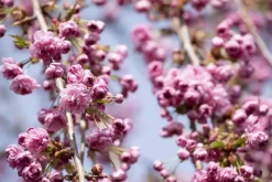 Prunus serrulata 'Kiku-shidare-zakura' (Japanse sierkers 'Kiku-shidare-zakura')