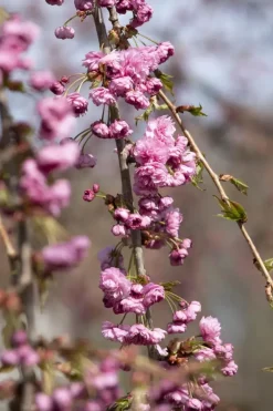Prunus serrulata 'Kiku-shidare-zakura' (Japanse sierkers 'Kiku-shidare-zakura')