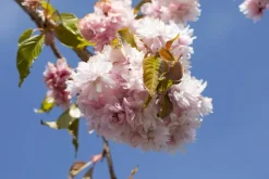 Prunus serrulata 'Kiku-shidare-zakura' (Japanse sierkers 'Kiku-shidare-zakura')