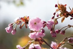 Prunus serrulata 'Kiku-shidare-zakura' (Japanse sierkers 'Kiku-shidare-zakura')