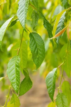 Prunus serrulata 'Kiku-shidare-zakura' (Japanse sierkers 'Kiku-shidare-zakura')