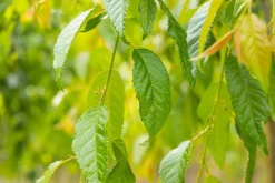 Prunus serrulata 'Kiku-shidare-zakura' (Japanse sierkers 'Kiku-shidare-zakura')
