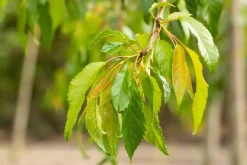 Prunus serrulata 'Kiku-shidare-zakura' (Japanse sierkers 'Kiku-shidare-zakura')