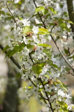 Prunus serrulata 'Tai-Haku' (Japanse sierkers 'Tai-Haku')