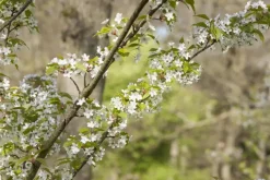 Prunus serrulata 'Tai-Haku' (Japanse sierkers 'Tai-Haku')