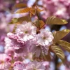 Prunus subhirtella 'Accolade' (Winterbloeiende kers 'Accolade')