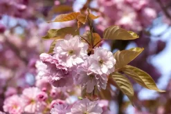 Prunus subhirtella 'Accolade' (Winterbloeiende kers 'Accolade')