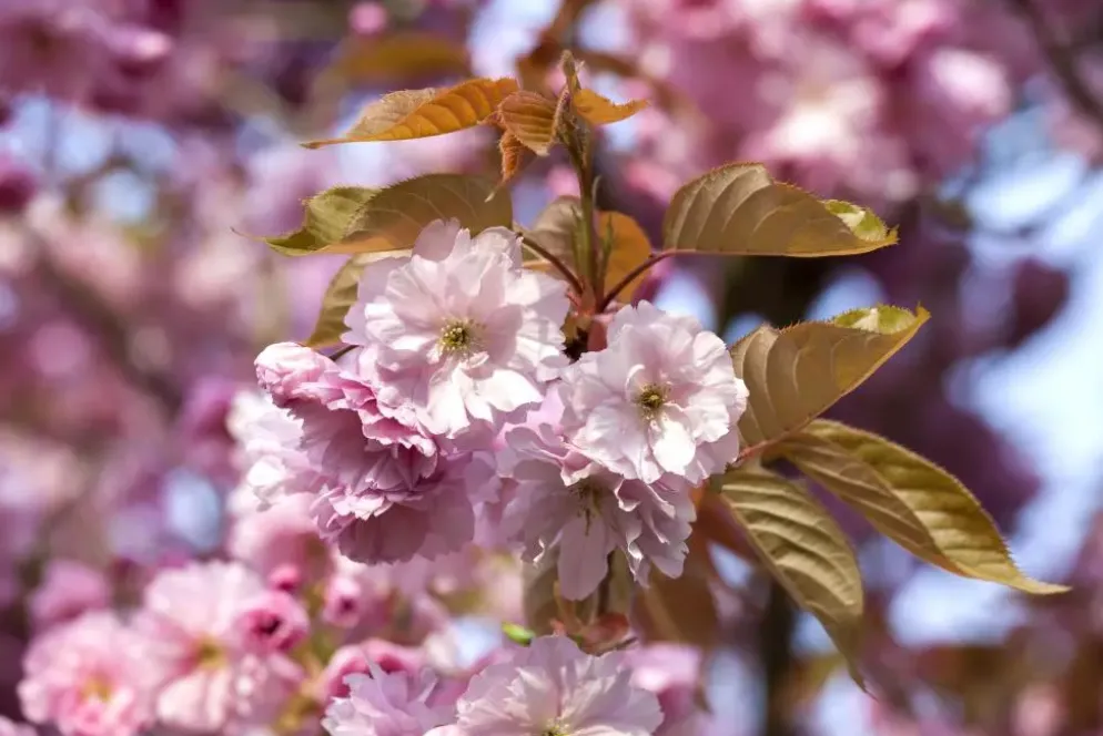 Prunus subhirtella 'Accolade' (Winterbloeiende kers 'Accolade')