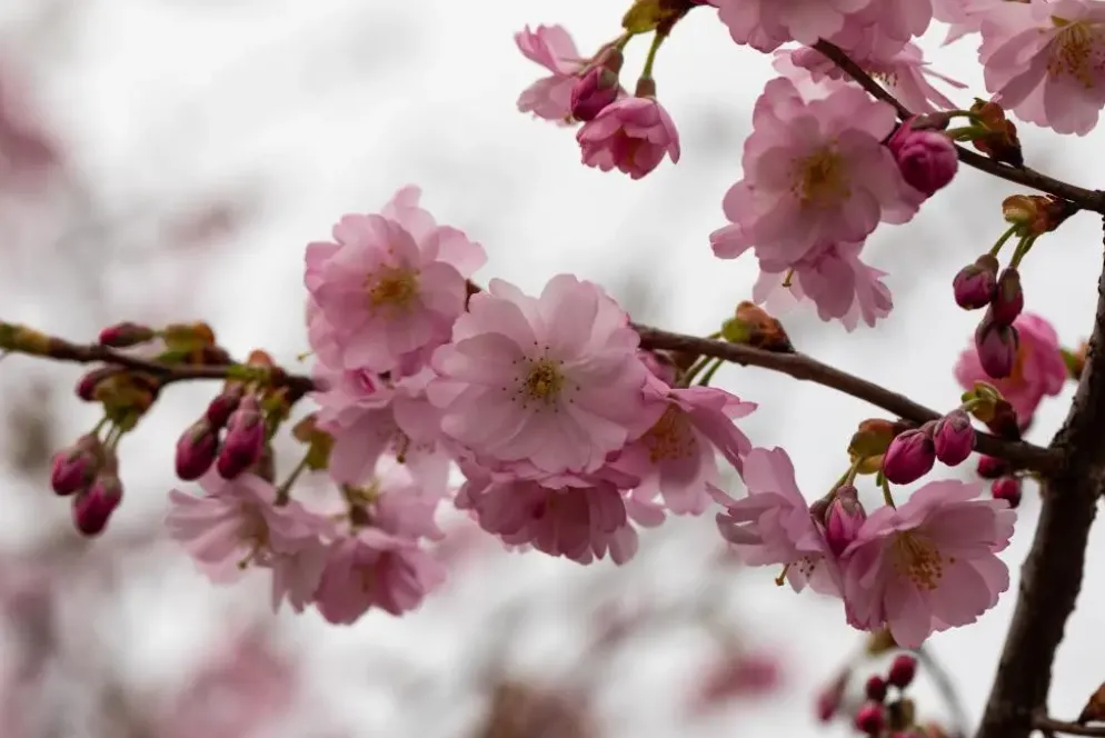 Prunus subhirtella 'Accolade' (Winterbloeiende kers 'Accolade')