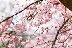Prunus subhirtella 'Accolade' (Winterbloeiende kers 'Accolade')